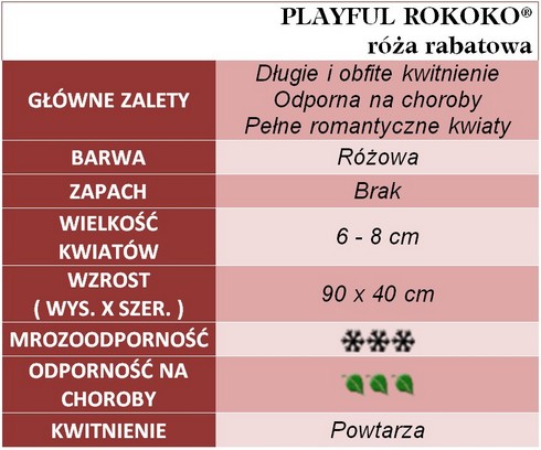 Playful Rokoko róża rabatowa
